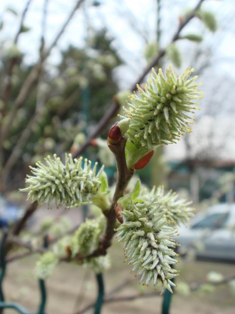 Salix caprea fleur